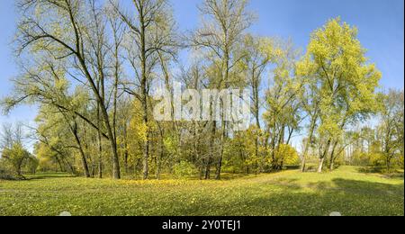 Schöne hohe Bäume im Herbstpark an sonnigen Tagen. Panoramablick. Stockfoto