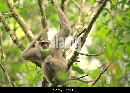 Eine weibliche Person des javanischen Gibbons (Hylobates moloch, silbriges Gibbon), die ein Kleinkind im Gunung Halimun Salak Nationalpark in Indonesien trägt. Stockfoto