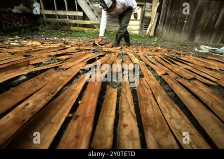 Ein Mann, der Zimt trocknet, bellt in der Sonne in Kayu Aro, Kerinci, Jambi, Indonesien. Stockfoto