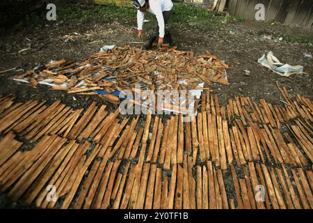 Ein Mann, der Zimt trocknet, bellt in der Sonne in Kayu Aro, Kerinci, Jambi, Indonesien. Stockfoto