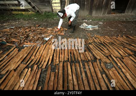 Ein Mann, der Zimt trocknet, bellt in der Sonne in Kayu Aro, Kerinci, Jambi, Indonesien. Stockfoto