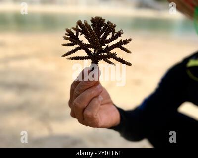 Nha Trang, Vietnam. August 2024. Ein Taucher, der für das gemeinsame Korallenprojekt des Hotels Villa Le Corail und der Firma Avatar arbeitet, hält am Strand von Nha Trang eine Koralle vom Typ Acropora muricata (kleine Polypen Steinkoralle). Vermerk: Carola Frentzen/dpa/Alamy Live News Stockfoto