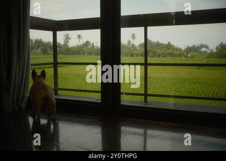 Fawn French Bulldog steht allein mit Blick auf die Reisfelder von einem großen Panoramafenster Stockfoto