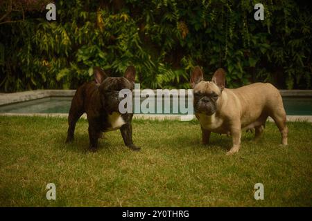 Fawn und Black French Bulldogs sind am grasbewachsenen Pool mit einem vertikalen Garten in luxuriöser tropischer Villa Stockfoto