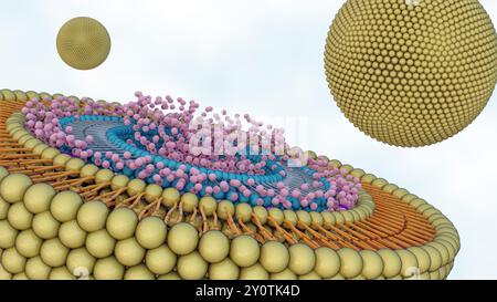 Die 3D-Darstellung von Liposomen innerhalb von Liposomen wird als multivesikuläre Liposomen oder geschachtelte Liposomen bezeichnet. Stockfoto