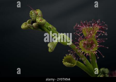 Eine blühende Sonnentaupflanze (Drosera), die Insekten mit Hilfe von stieligen Schleimdrüsen, die ihre Blattoberflächen bedecken, anlockt, fängt und verdaut Stockfoto