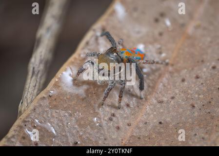 Pfauenspinne. Ein männlicher Maratus clupeatus in seinen Brutfarben. Stockfoto