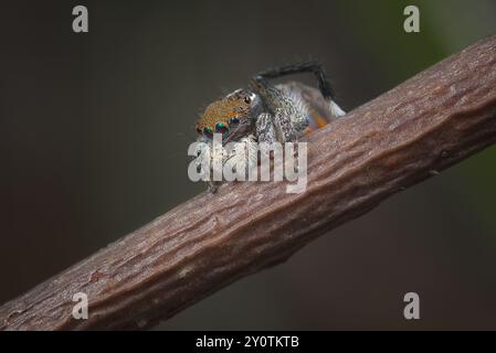 Pfauenspinne. Ein männlicher Maratus clupeatus in seinen Brutfarben. Stockfoto
