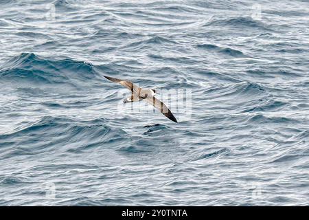 Toller Sturmtaucher im Flug Stockfoto