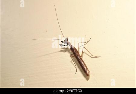 Pygmy Ground Mantises (Bolbe) Insecta Stockfoto