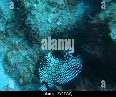 Glatter Trunkfish (Lactophrys triqueter) Actinopterygii Stockfoto