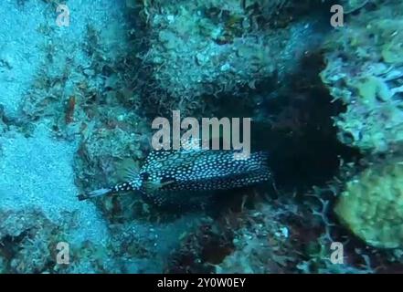 Glatter Trunkfish (Lactophrys triqueter) Actinopterygii Stockfoto