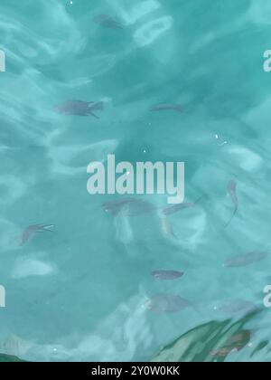 Atlantischer Damselfisch (Chromis limbata) Actinopterygii Stockfoto