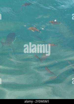 Atlantischer Damselfisch (Chromis limbata) Actinopterygii Stockfoto