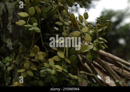 acorn peperomia (Peperomia tetraphylla) Plantae Stockfoto