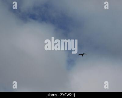 Rock Kestrel (Falco rupicolus) Aves Stockfoto