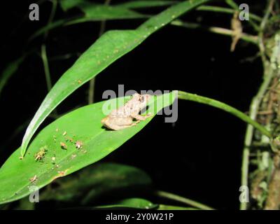 Santa Cecilia Robber Frog (Pristimantis croceoinguinis) Amphibia Stockfoto