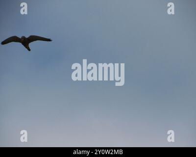 Rock Kestrel (Falco rupicolus) Aves Stockfoto