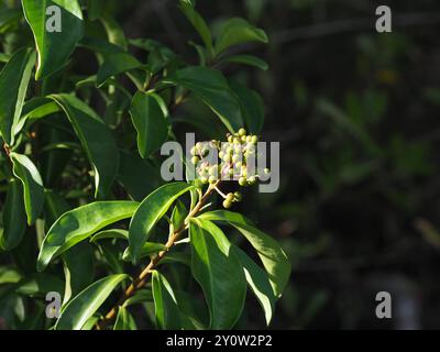 Marlberry (Ardisia escallonioides) Plantae Stockfoto