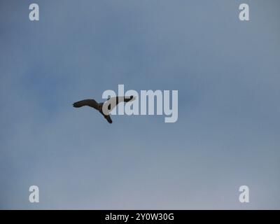 Rock Kestrel (Falco rupicolus) Aves Stockfoto