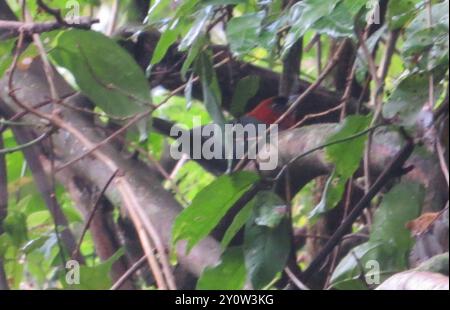 Kastanienkopf-Tanager (Thlypopsis pyrrhocoma) Aves Stockfoto