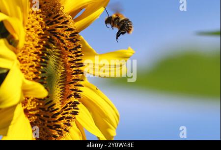 Natur 03.09.2024, Ostramondra, Biene im Landeanflug auf eine Bluete einer Sonnenblume Helianthus annuus *** Natur 03 09 2024, Ostramondra, Biene Landung auf einer Blüte einer Sonnenblume Helianthus annuus Stockfoto