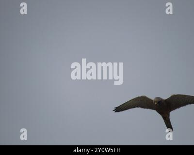 Rock Kestrel (Falco rupicolus) Aves Stockfoto