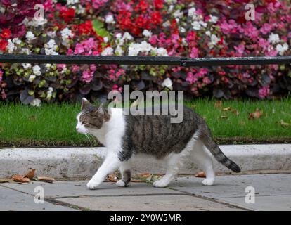 Larry the Cat, Chief Mouser zum Kabinettsbüro, 17 Jahre alt, Foto am 3. September 2014 in der Downing Street, London, Großbritannien Stockfoto