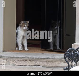 Larry die Katze, Chief Mouser zum Kabinettsbüro, 17 Jahre alt, Foto am 3. September 2014 in der Downing Street, London, Großbritannien, mit Larry an der offenen Tür Stockfoto