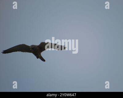 Rock Kestrel (Falco rupicolus) Aves Stockfoto