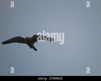 Rock Kestrel (Falco rupicolus) Aves Stockfoto