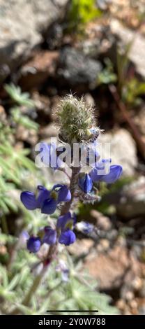 Coulter-Lupine (Lupinus sparsiflorus) Plantae Stockfoto