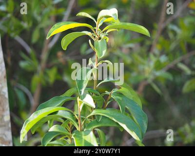 Marlberry (Ardisia escallonioides) Plantae Stockfoto