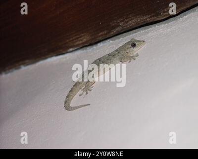 Teneriffa Wall Gecko (Tarentola delalandii) Reptilia Stockfoto