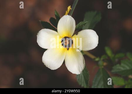 Kubanische Butterblume (Turnera subulata) Plantae Stockfoto