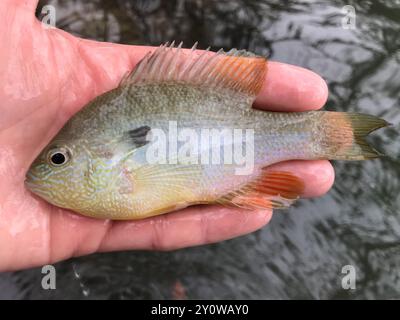 Longear Sunfish Complex (Lepomis megalotis) Actinopterygii Stockfoto