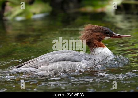 GOOSANDER, GROSSBRITANNIEN. Stockfoto