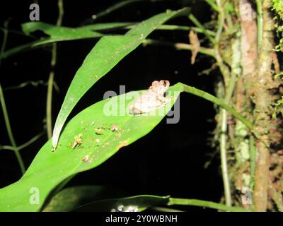 Santa Cecilia Robber Frog (Pristimantis croceoinguinis) Amphibia Stockfoto