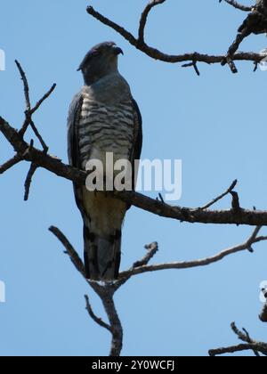 Südafrikanischer Kuckuckhawk (Aviceda cuculoides verreauxii) Aves Stockfoto