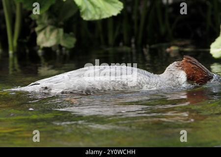 GOOSANDER (Mergus merganser) erwachsene weibliche Fischerei in einem Fluss, Großbritannien. Stockfoto