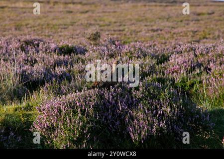 BIRKHÜHNER (Lagopus lagopus scoticus) Heidekraut Moorland Habitat, Schottland, Vereinigtes Königreich. Stockfoto