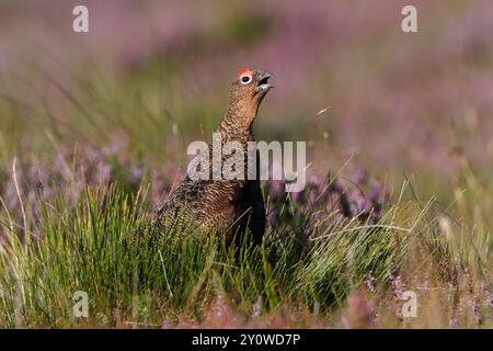 ROTHÜHNER (Lagopus lagopus scoticus) Calling, Schottland, Vereinigtes Königreich. Stockfoto