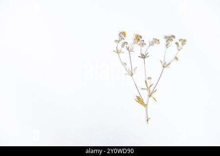 Herbarium, getrocknete ätzende Butterblume auf weißem Hintergrund, Draufsicht Stockfoto