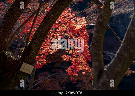 Zwischen zwei Baumstämmen japan wächst ein roter Ahornzweig Stockfoto