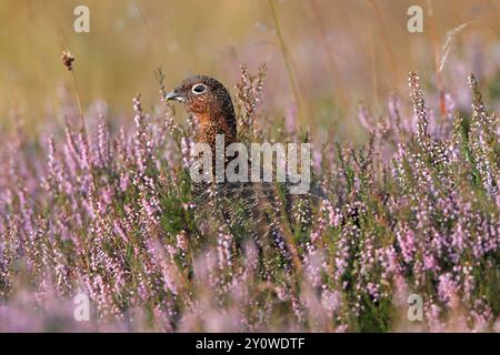 ROTHÜHNER (Lagopus lagopus scoticus) blickt über die Heidekraut, Schottland, Großbritannien. Stockfoto