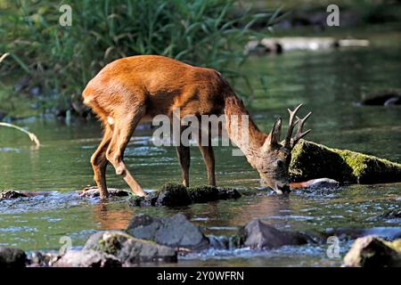 REHE (Capreolus capreolus), die aus einem Fluss trinken, Großbritannien. Stockfoto