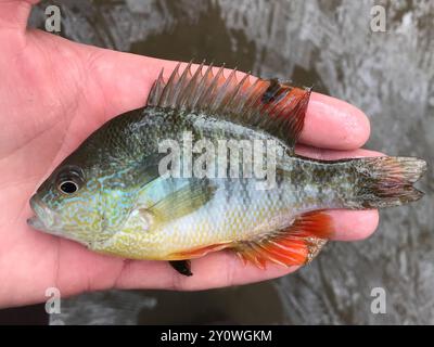 Longear Sunfish Complex (Lepomis megalotis) Actinopterygii Stockfoto