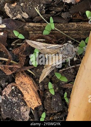 Gray Looper Moth (Rachiplusia ou) Insecta Stockfoto