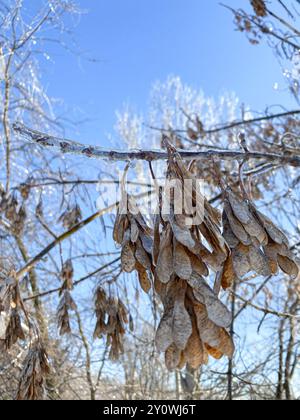 Flugzeugförmige Ahornsamen auf einem eisigen Baum im Winter Stockfoto