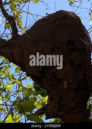 Conehead Termites (Nasutitermes) Insecta Stockfoto